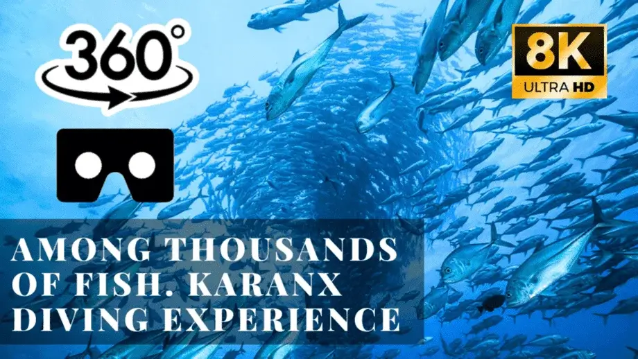 Among thousands of fish. Karanx Diving experience VR 360