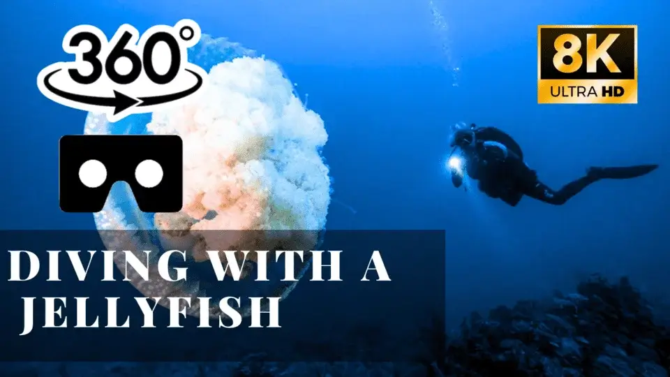 Diving with a jellyfish VR 360