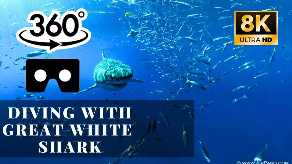 Diving with great white shark VR 360