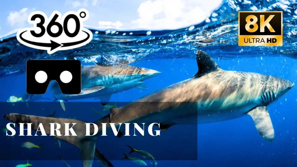 Shark Diving VR 360