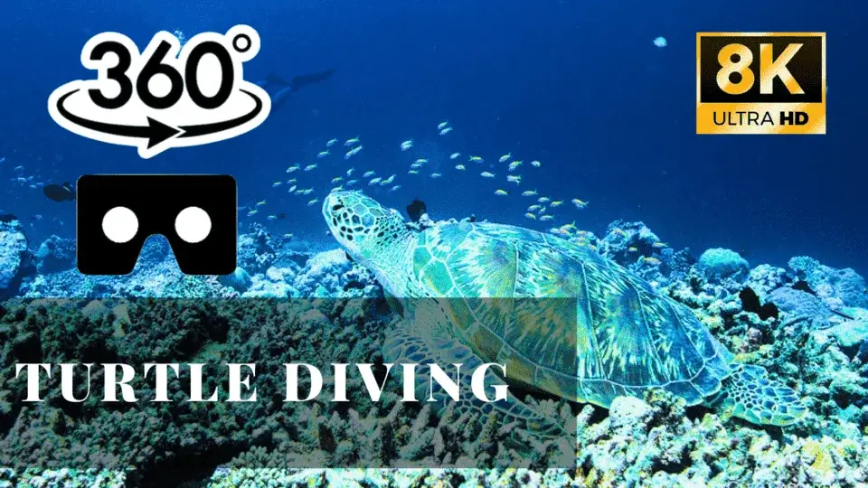 Turtle Diving VR 360