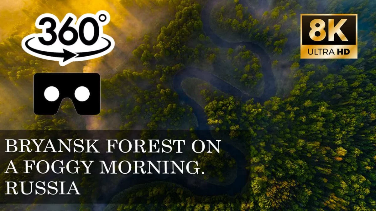 Bryansk forest on a foggy morning. Russia VR 360