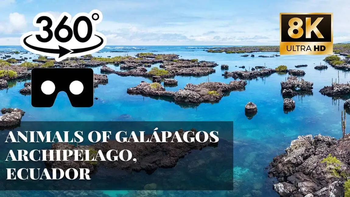 Animals of Galápagos archipelago, Ecuador VR 360