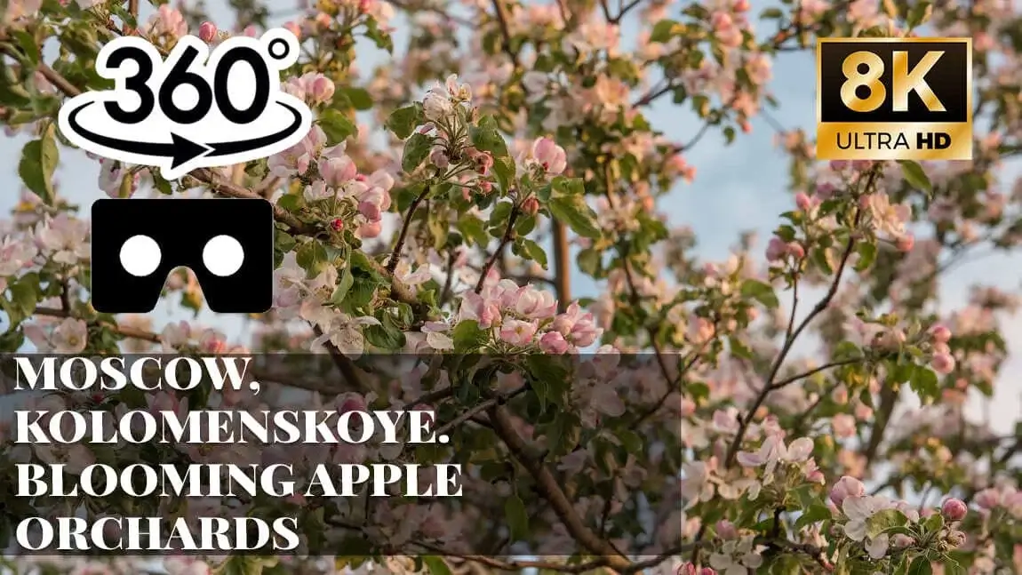 Moscow, Kolomenskoye. Blooming apple orchards VR 360