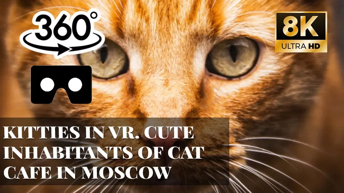 Kitties in VR. Cute inhabitants of cat cafe in Moscow VR 360