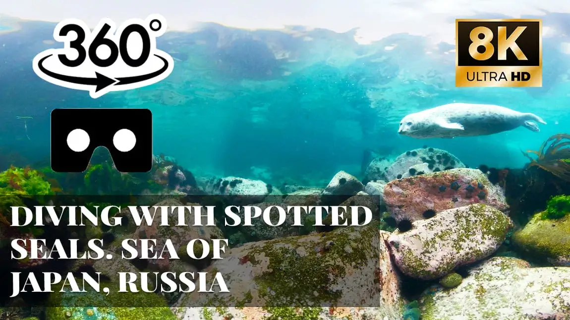 Diving with spotted seals. Sea of Japan, Russia VR 360