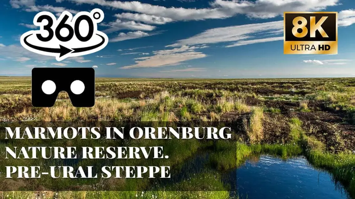 Marmots in Orenburg Nature Reserve. Pre-Ural Steppe VR 360