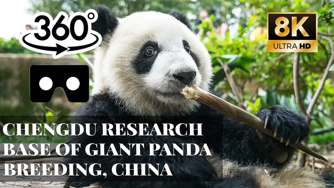 Chengdu Research Base of Giant Panda Breeding, China VR 360